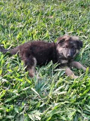 1-3 months Female Purebred German Shepherd