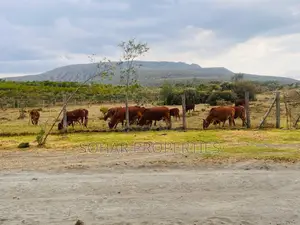 Longonot, Naivasha - 50x100 Plots on Sale
