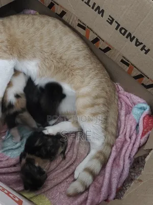 0-1 month Female Mixed Breed American Shorthair