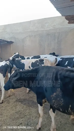 Super Calves
