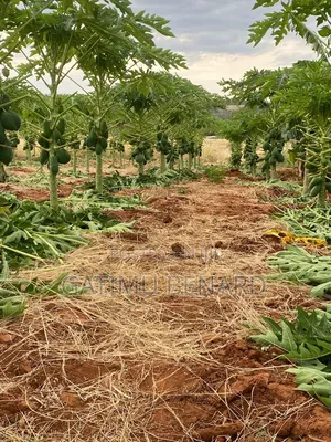Prime 50acres at Embu Ishiara for Sale