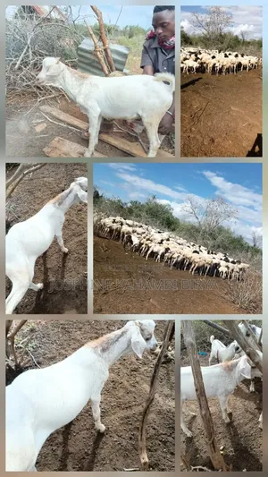 Get a Goat , Chicken,Sheep for Sale