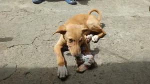 3-6 months Male Mixed Breed Greyhound
