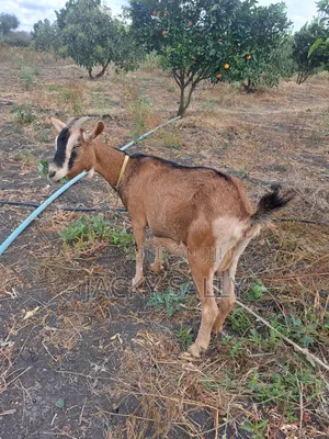 Mature Female Alpine Goats