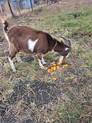 Mature Toggenburg Male