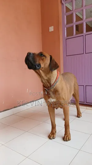 1+ year Female Purebred Boerboel