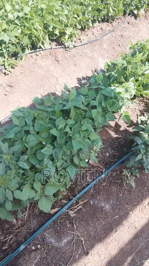 Investment Opportunity– 1,500 Acres Prime Horticultural Land