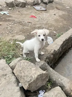 3-6 months Female Purebred Japanese Spitz