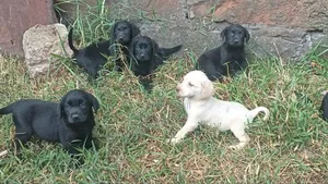 1-3 months Female Purebred Labrador Retriever