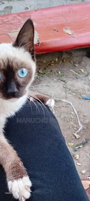 6-12 months Female Purebred Siamese