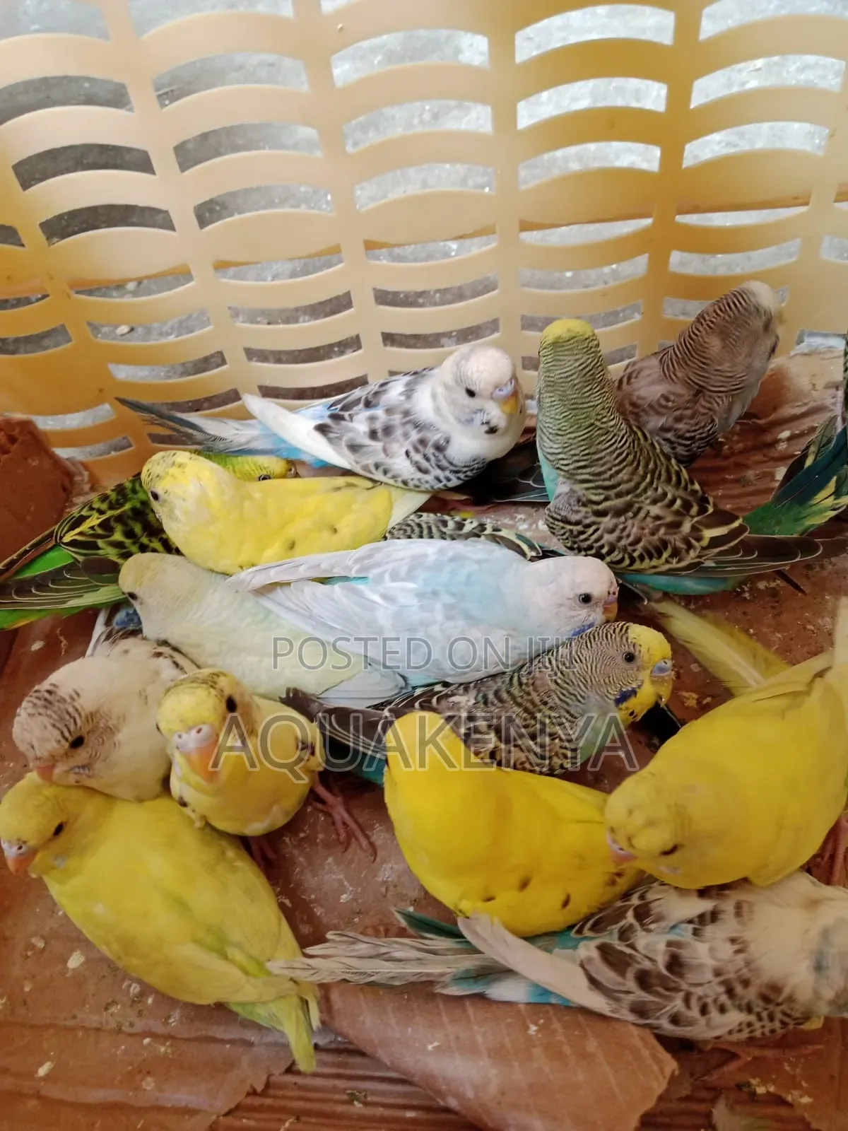 Budgies Birds,Ornamental Birds