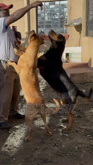 3-6 months Female Purebred Boerboel