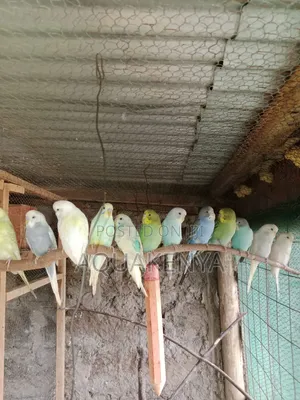 White,Green,Grey Budgies Birds,Birds