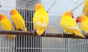 Luton Lovebirds,Ornamental Birds