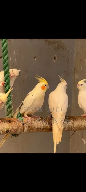 Cocktail Mature Birds,Ornamental Birds
