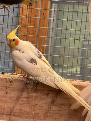 Healthy Cockatails,Cocktails Birds