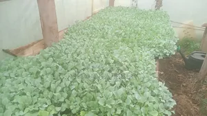 Healthy and Quality Vegetables Seedlings