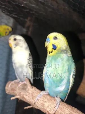 Budgies for Rehoming