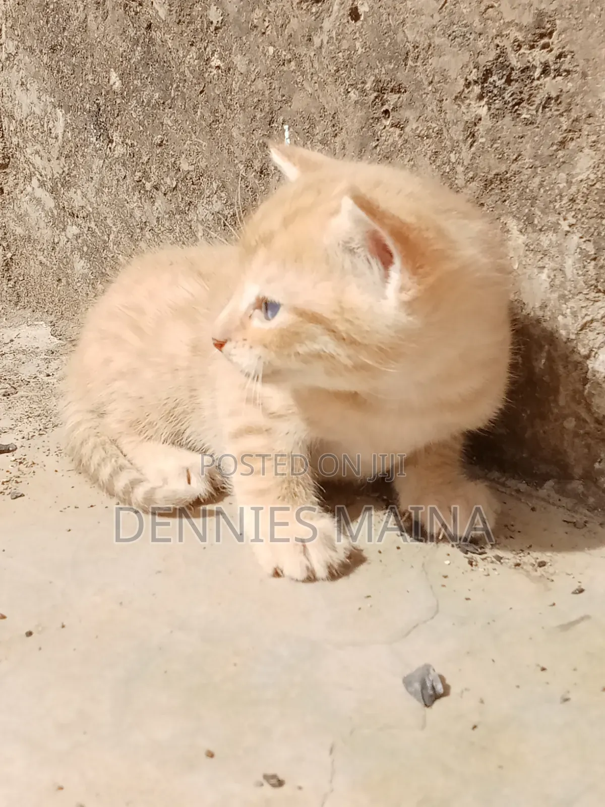 1-3 months Male Mixed Breed Persian