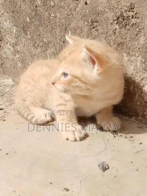 1-3 months Male Mixed Breed Persian