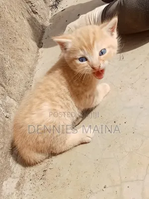 1-3 months Male Mixed Breed Persian