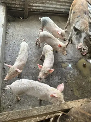 Sow and Piglets