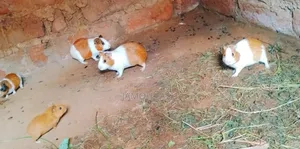 Guinea Pigs