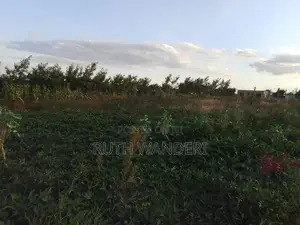 Kamangu 50 by 100