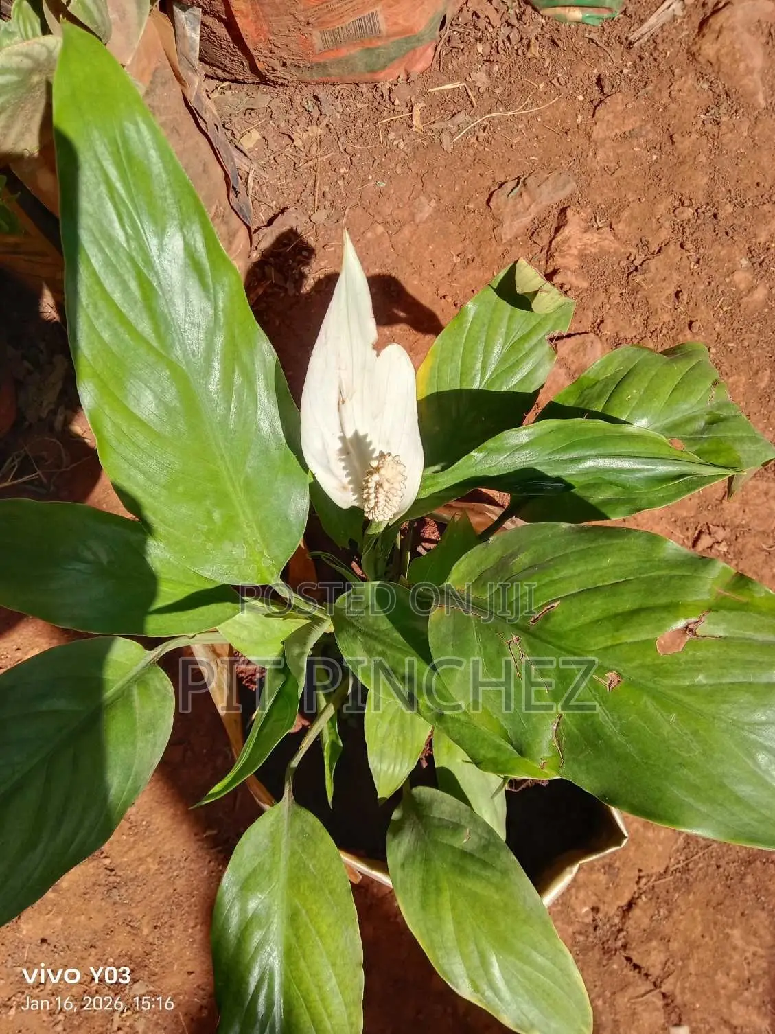 Peace Lily