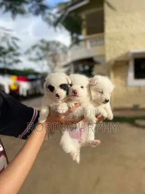 1-3 months Female Purebred Japanese Spitz