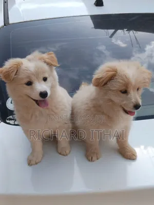 3-6 months Female Mixed Breed Japanese Spitz