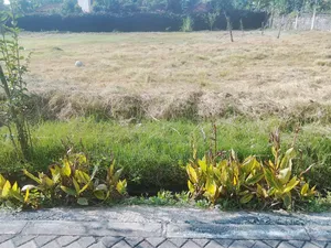 1/2 Acres for Sale in Karen Tree Lane.