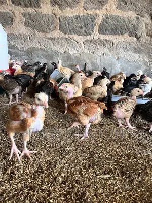 Improved Kienyeji Chicks