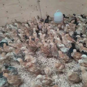 3weeks Chicks