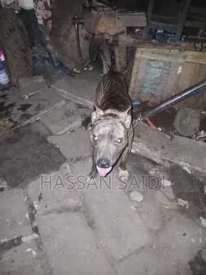 6-12 months Male Purebred American Pit Bull Terrier