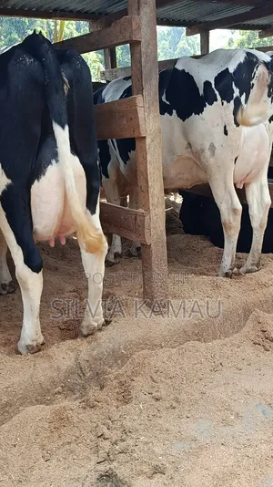Dairy Cows