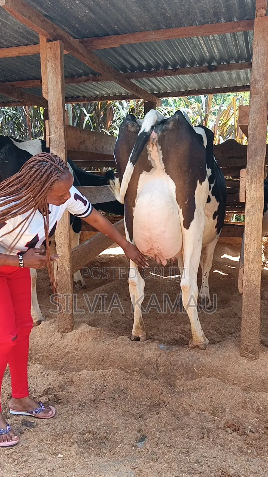 Dairy Cows