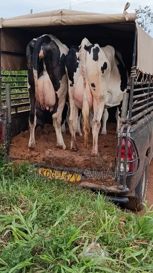 Dairy Cows