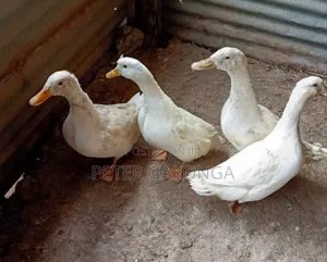 Laying Ducks Rouen,Pekin, Blue Swedish.