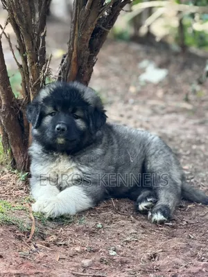 1-3 months Male Purebred Caucasian Shepherd