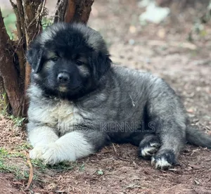 1-3 months Male Purebred Caucasian Shepherd