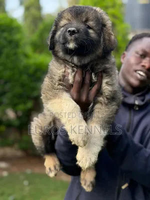 1-3 months Female Purebred Caucasian Shepherd