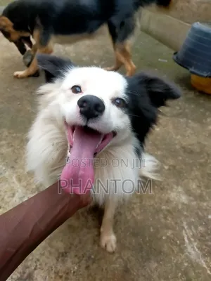 1+ year Male Purebred Dog