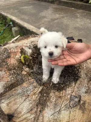1-3 months Male Mixed Breed Maltese
