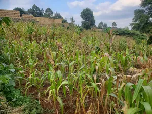 A 50 by 120 Plot for Sale in Nyathuna.