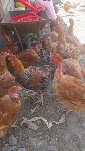 Broiler and Kienyenji
