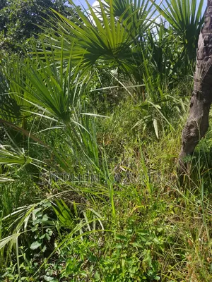 A Green-View 1 Acre Plot Near to Mwabungo Town.