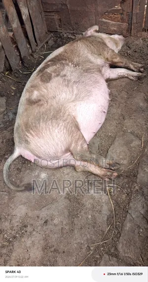 Pig for Sale 3 Months Pregnant