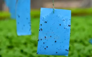 Yellow Blue Sticky Insect Traps (20×25cm)