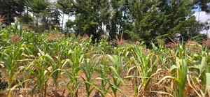 1⁄2 Acre for Sale in Kiplombe Eldoret